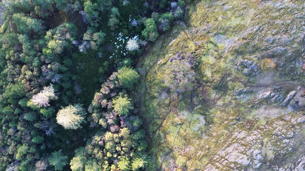 bosque cubierto de musgo aéreo en la isla de vancouver, canadá, lone tree hill