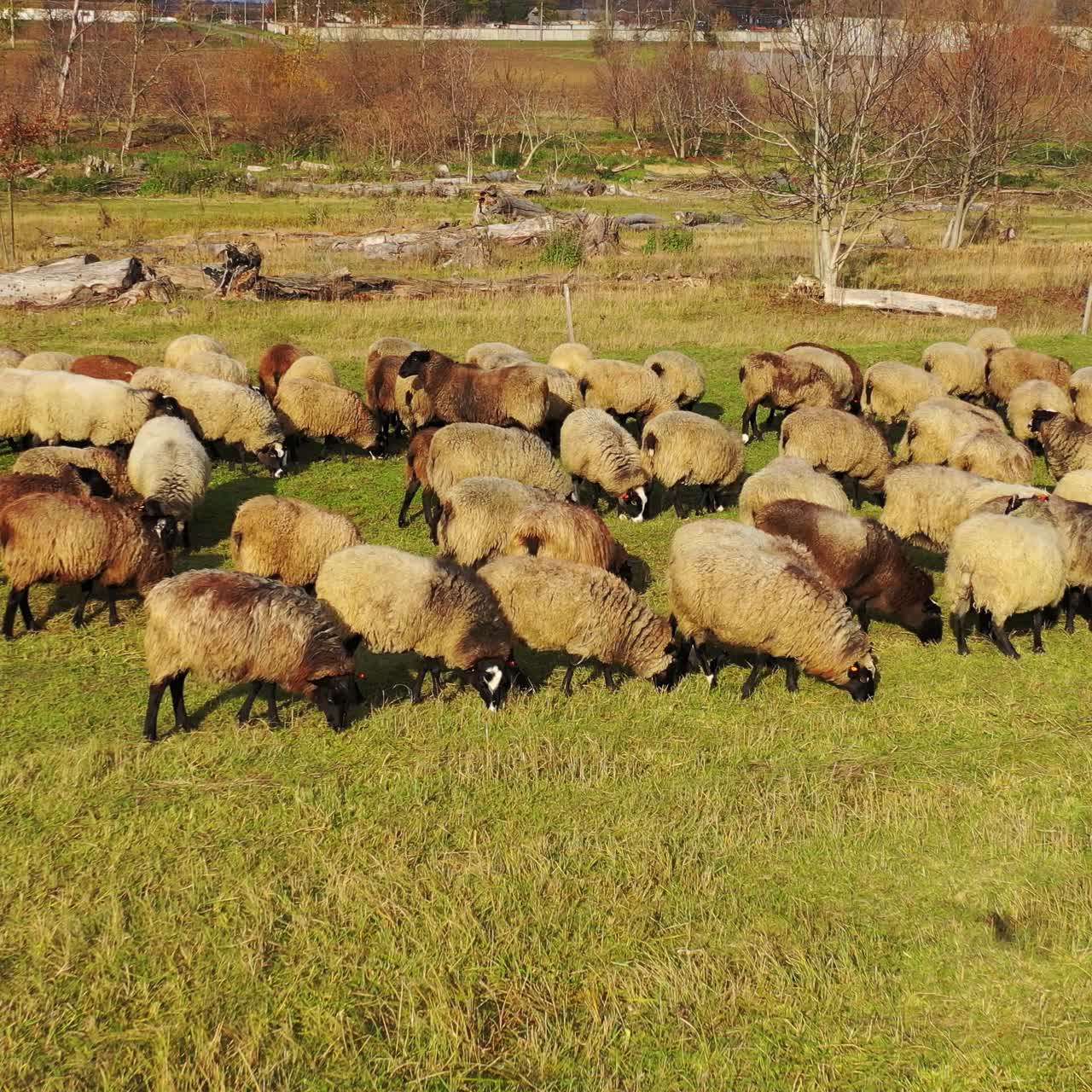 Lambs and sheeps eating grass on a green meadow. Domestic animals of brown and white colors