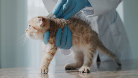 the veterinarian treats the kitten's coat with a drug against ticks and fleas