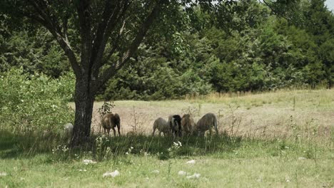 Pequeño-Rebaño-De-Ovejas-Y-Cabras