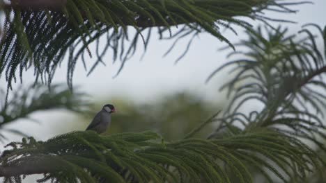 hawaiian bird resting on tree branch