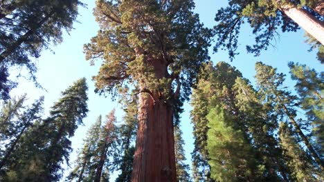 Tiro-Inclinado-Hacia-Abajo-Desde-La-Copa-De-Un-Enorme-árbol-Secoya-Gigante