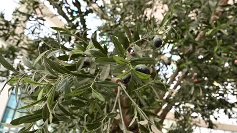 Artificial-Realistic-Olive-Tree,-plant-with-olives-on-it