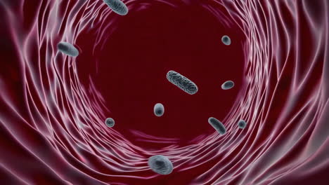 bacteria in a blood vessel