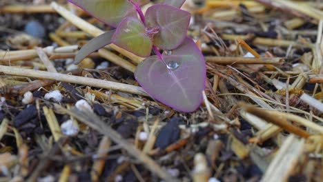 Ein-Frischer-Spross-Im-Garten-Mit-Einem-Wassertropfen-Auf-Einem-Frischen-Neuen-Blatt,-Das-Aus-Dem-Mulch-Wächst