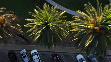 Drone-shot-top-down-view-of-multiple-palm-trees-and-lot-with-parked-cars-panning-left-during-golden-sunset-hour-in-Los-Angeles,-California-park