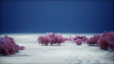 Purple and pink soft corals and red sponges