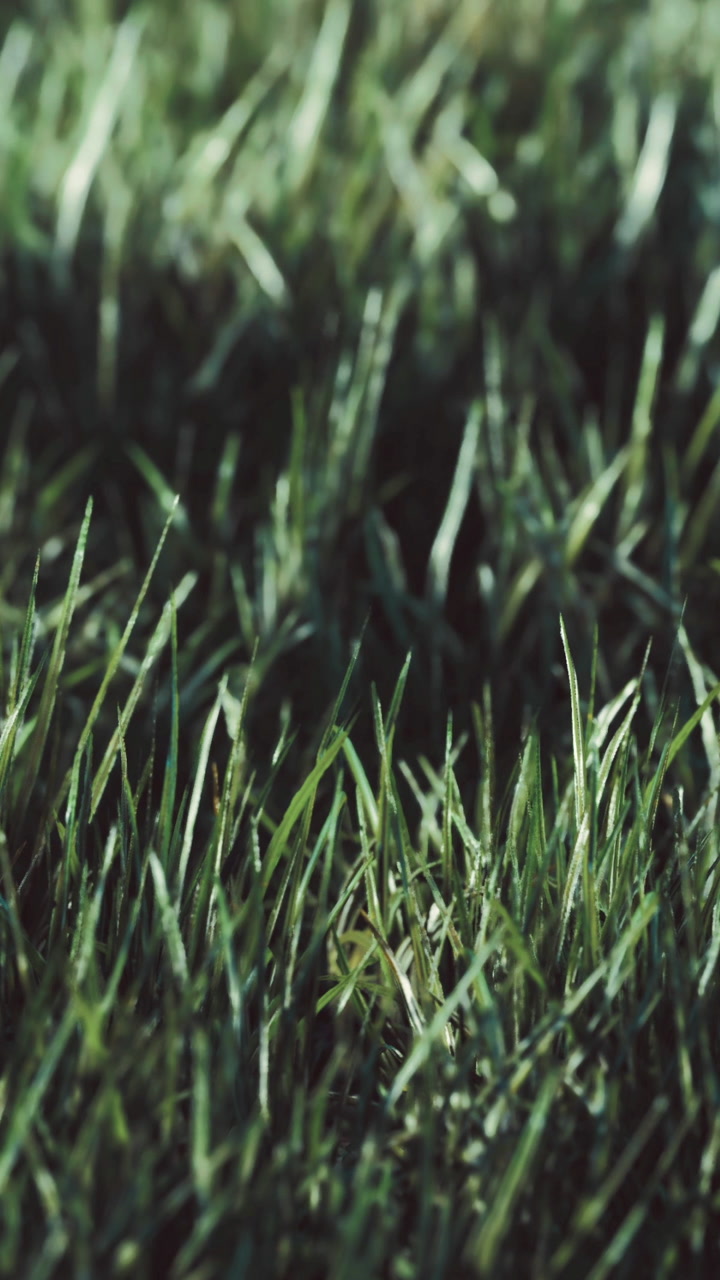 Grass in a field during daylight with dew on the blades