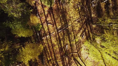 scenic autumn trees before sunset casting shadows, drone rocket shot looking down