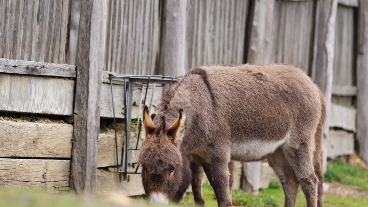 un burro comiendo hierba al lado de una valla de madera