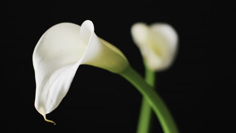 Video-Von-Weißen-Kalia-Blumen-Mit-Kopierraum-Auf-Schwarzem-Hintergrund