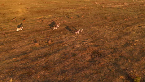 zebra and blesbuck at sunset run over african landscape, game management. aerial