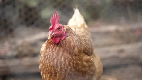 primer plano retrato de una madre gallina pollo dentro de la pluma