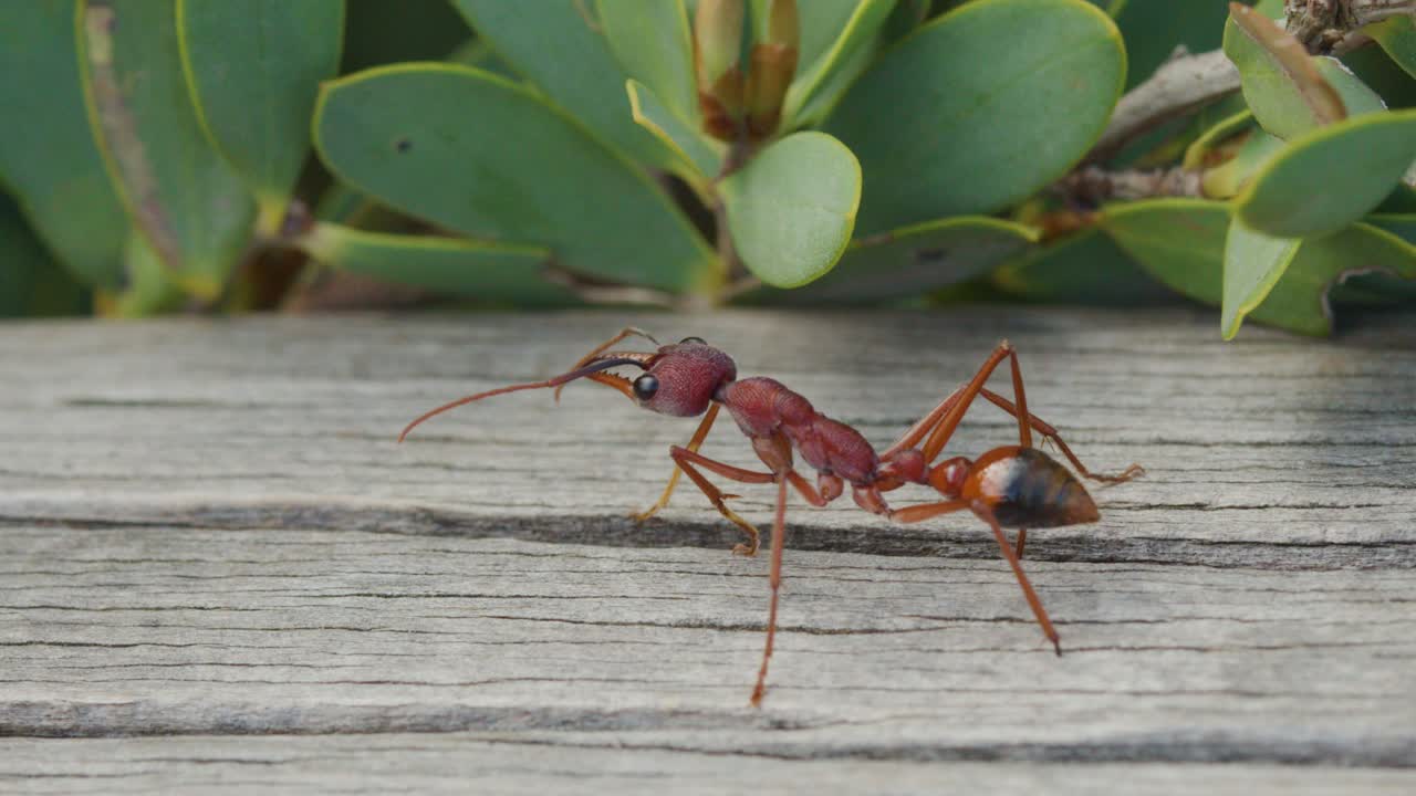 Macro close-up of aggressive red ant moving across weathered wood in natural daylight, shallow focus