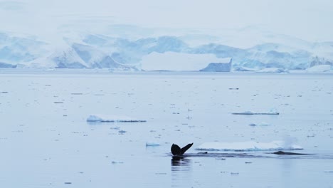 antarctica wildlife of humpback whale tail fluke diving, whales surfacing, blowing and breathing air through blowhole spout in antarctic peninsula southern ocean sea water with glacier scenery