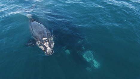 Ballena-Bebé-Exhalando-Un-Buen-Rocío---Toma-Aérea-Cercana