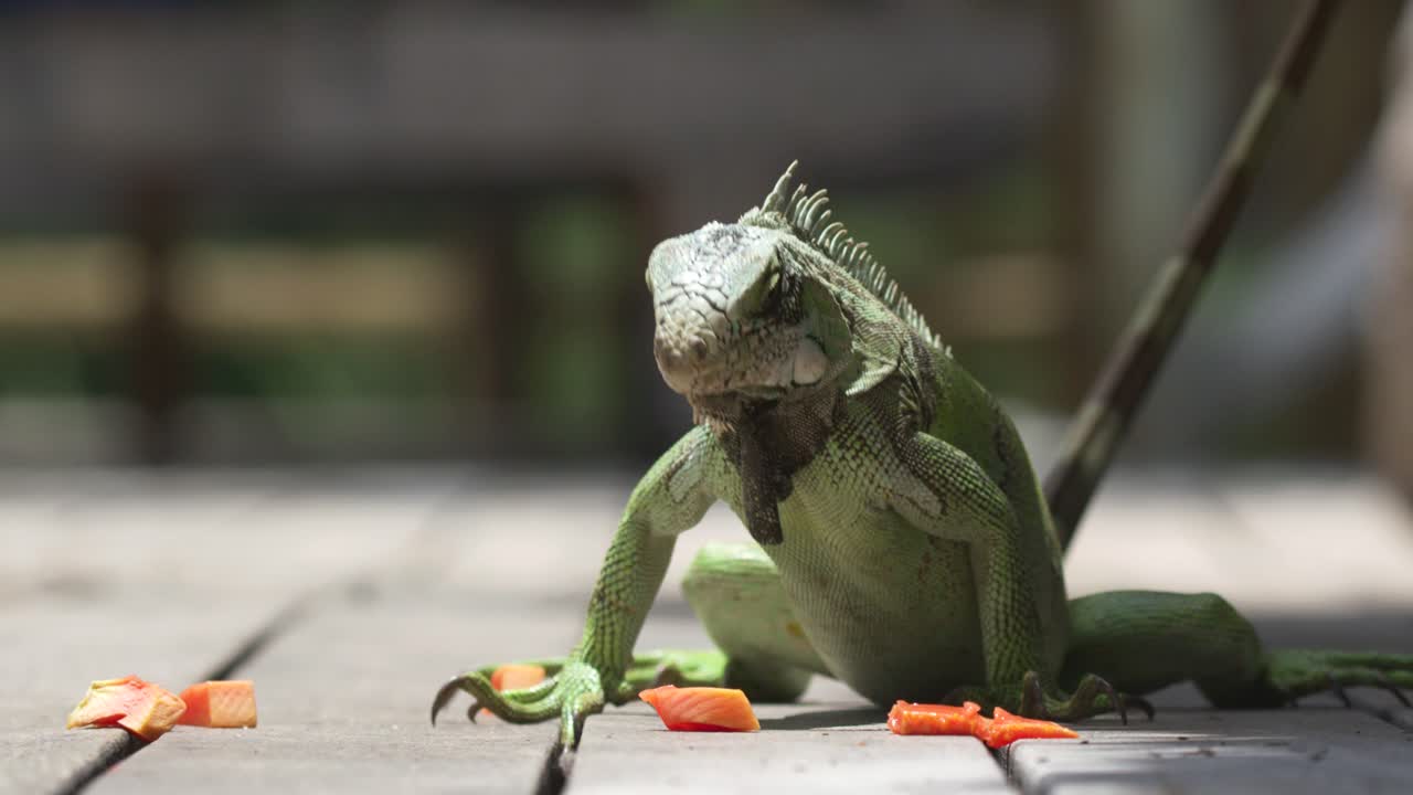 Inquadratura ravvicinata dal basso di un'iguana che mangia pezzi di carota da una piattaforma di legno al rallentatore, con una messa a fuoco nitida.