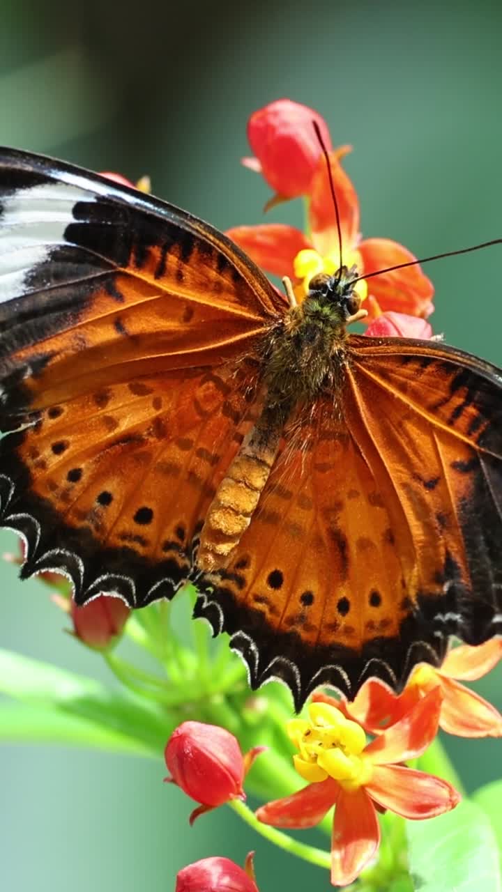 las mariposas revolotean y se alimentan de flores vibrantes.