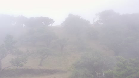 Vista-Aérea-Del-Bosque-Fanal-En-Madeira