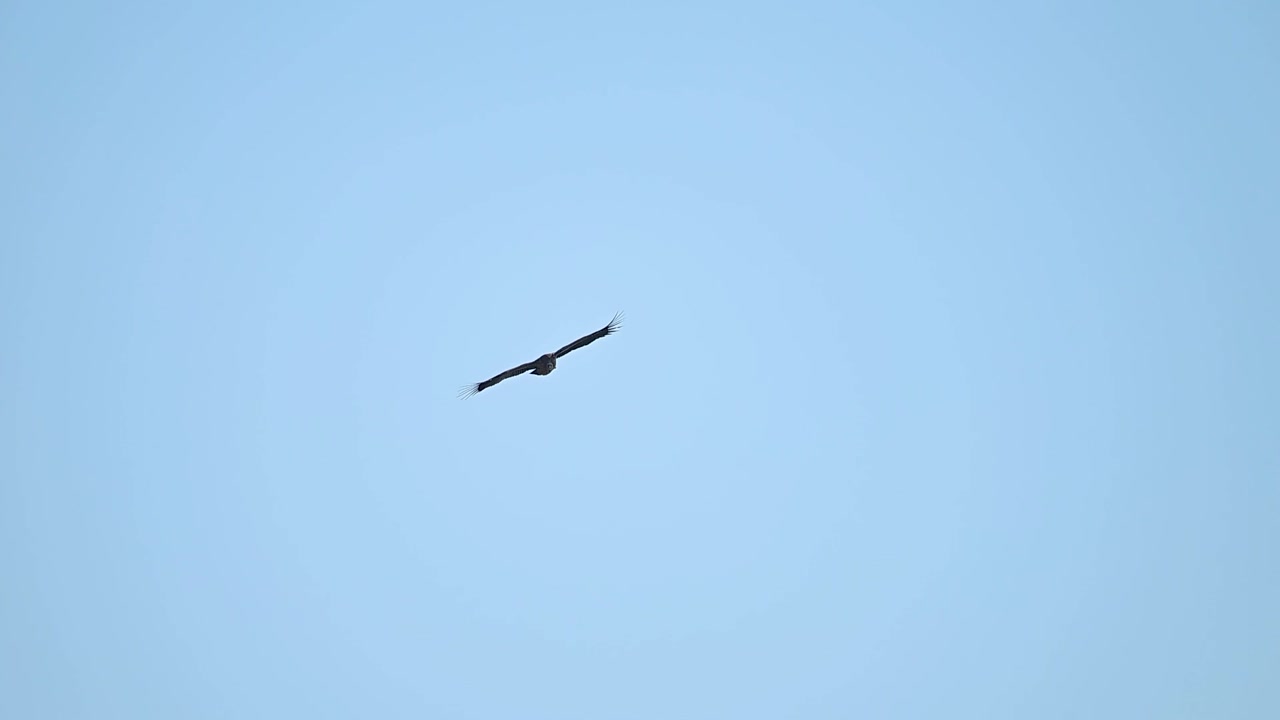 Himalayan griffon flies across blue sky showing immense wingspan strength and calm soaring control