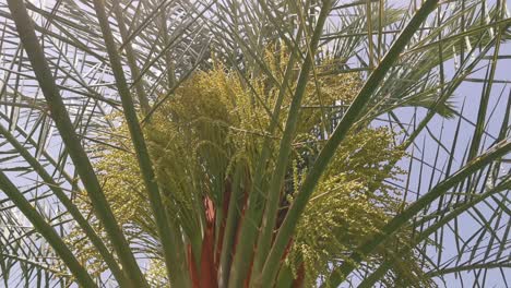 blooming date palm on blue sky background.