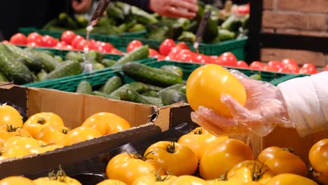 woman buys yellow tomatoes at the vegetable market woman buys yellow tomatoes at the vegetable market variety of organic tomatoes grown in the countryside