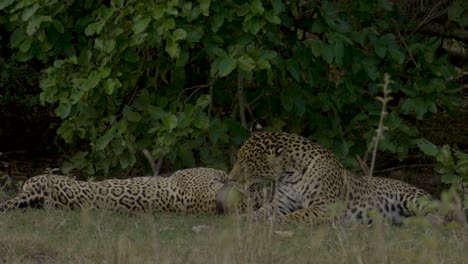 encantador comportamiento del jaguar - dos jaguares amándose el uno al otro