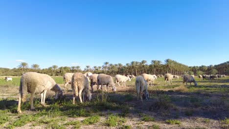 herd-of-sheep-in-a-plain-in-the-desert-of-biskra-algeria