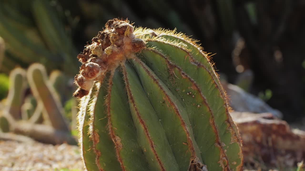 Close up green cactus with yellow spines within a desert environment, city park in Barcelona, Montjuic. African background