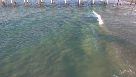 Robbenbaby-Schwimmt-Im-Klaren-Wasser-Nahe-Der-Spit-Gold-Coast-In-Australien