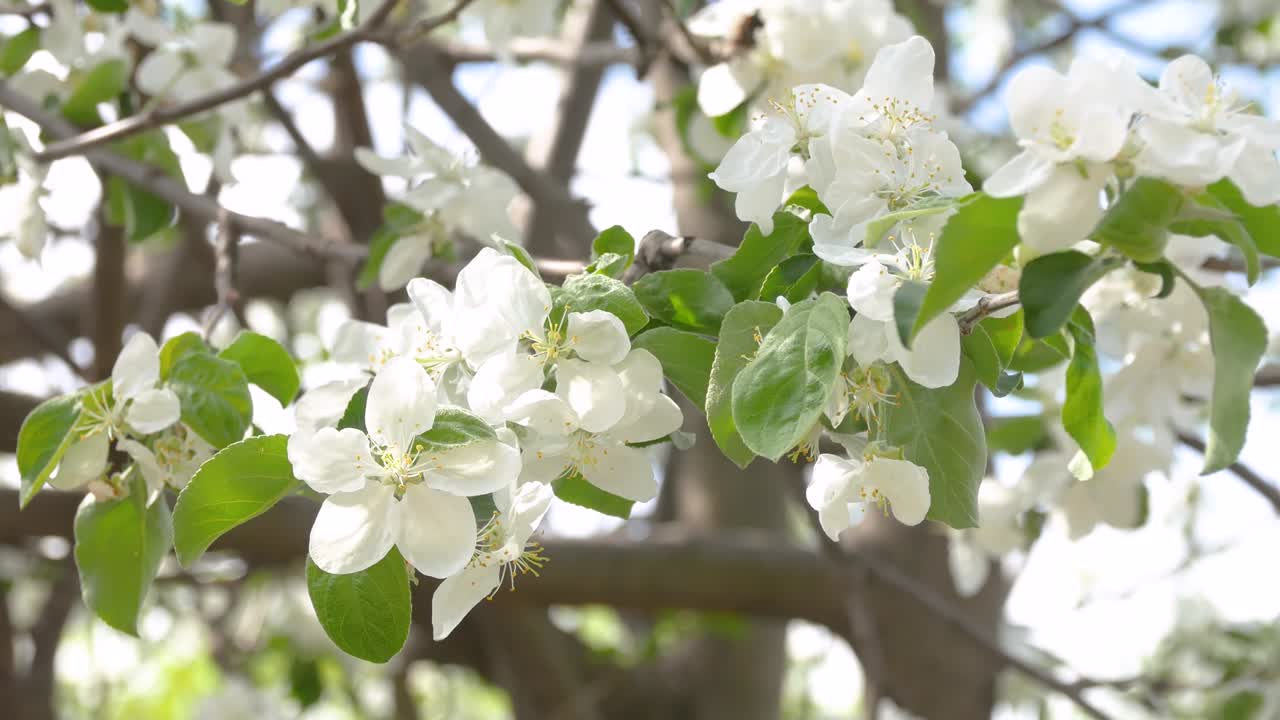 White Apple Flowers. Beautiful flowering apple trees. Background with blooming Apple flowers in sunny spring day