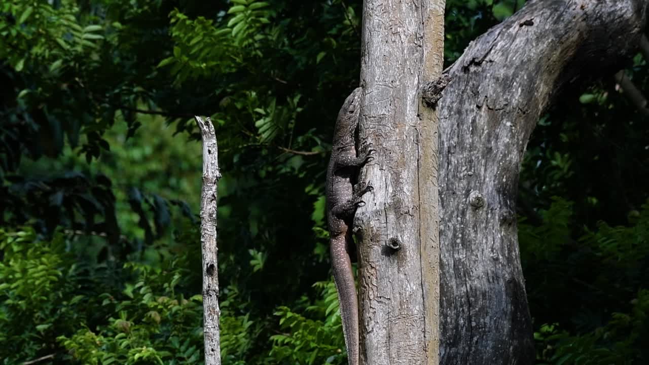 el lagarto monitor nublado se encuentra en tailandia y otros países de asia