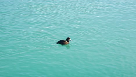 black teal scaup, new zealand's only diving duck, swims in jade water