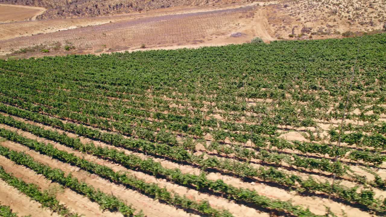 Bird's eye view of the vines in trellis formation with the morning light passing between the dirt roads and the aridity of Fray Jorge, Limar&iacute; Valley in the background
