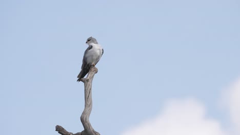 black winged kite sitting on the edge of wooden end of a dry tree