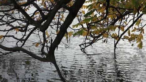 tree branches reflected in water surface with ripples