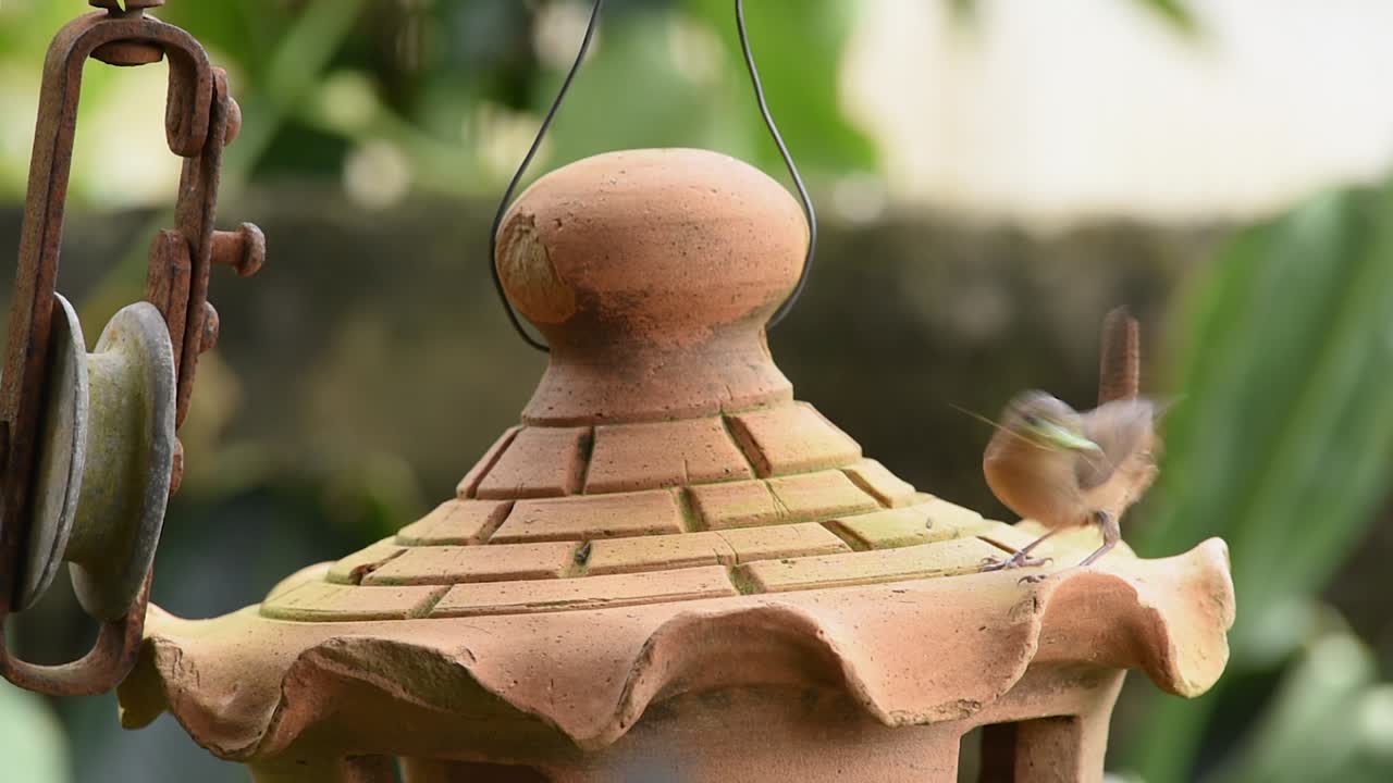 남쪽 집  ⁇ 새 새가 정원에서 곤충을 잡고 있다