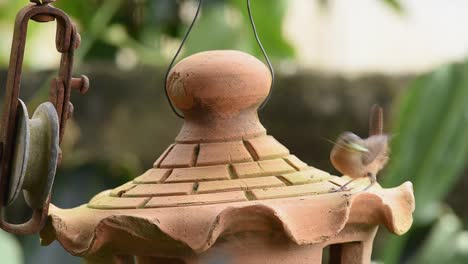 southern house wren bird catching insects in a garden