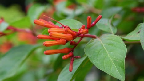 Botanische-Landschaft-Nahaufnahme-Der-Leuchtend-Orangeroten-Hamelia-Patens-Blume,-Allgemein-Bekannt-Als-Firebush