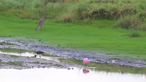 Hirsche,-Löffler-Und-Kanadakraniche-Wurden-Im-Myakka-State-Park,-Florida,-Während-Eines-Campingausflugs-Im-Freien-Zur-Schau-Gestellt