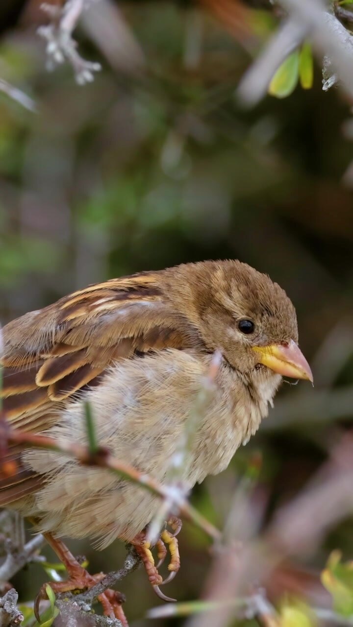 Un passero si posa tranquillamente su un ramo circondato da una fitta vegetazione, illuminato da una morbida luce naturale.