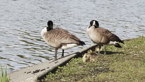 Familia-De-Gansos-Durmiendo-Junto-Al-Estanque---Stanley-Park-Vancouver