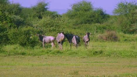 ñus salvajes en llanuras verdes africanas relajándose con colas moviéndose