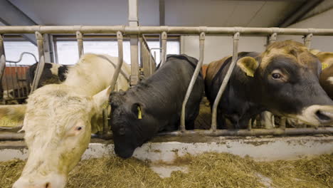 Neugierige-Rinder-In-Ihren-Gehegen-Mit-Köpfen-über-Dem-Futtertrog