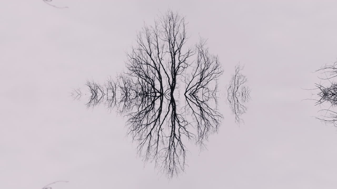Reflective Bare Tree Silhouette