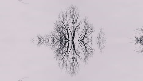 reflective bare tree silhouette