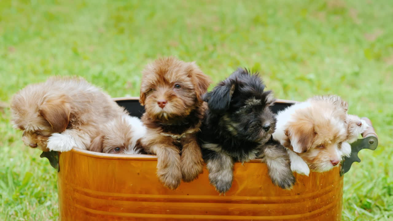 cachorros pequeños en un balde de cobre