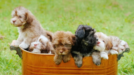 cachorros pequeños en un balde de cobre
