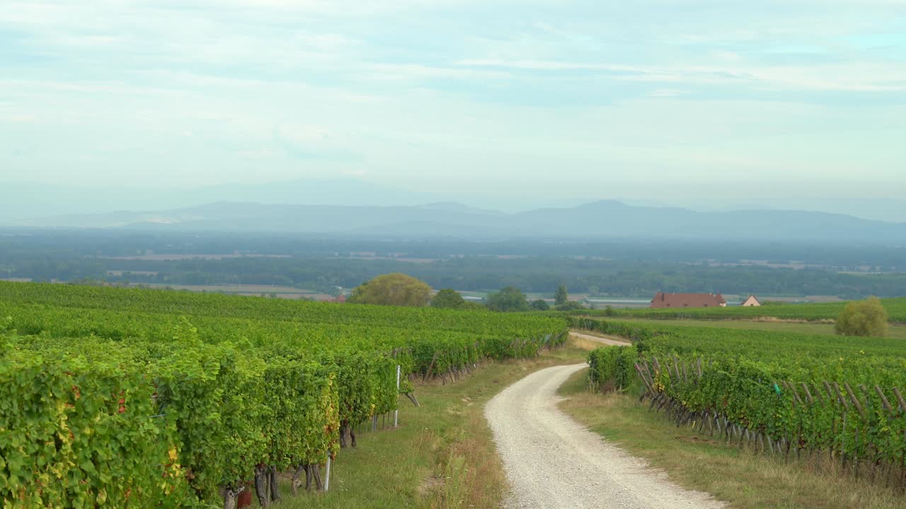 Vineyards near Kayserberg Village in Colmar with Offroad Leading to Town in Autumn
