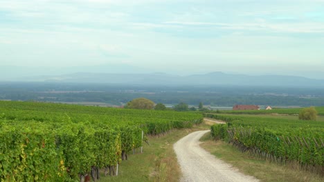 vineyards near kayserberg village in colmar with offroad leading to town in autumn